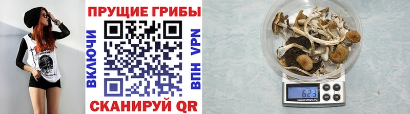 Псилоцибиновые грибы Psilocybe  хочу   мега   Орск 